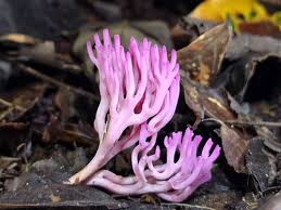 Attēlu rezultāti vaicājumam “Clavaria zollingeri”