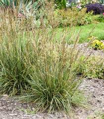 Attēlu rezultāti vaicājumam “Festuca altissima flower”