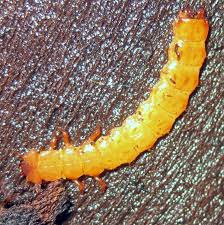 Attēlu rezultāti vaicājumam “Cucujus cinnaberinus larva”
