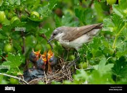 Attēlu rezultāti vaicājumam “Sylvia curruca”