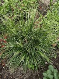 Attēlu rezultāti vaicājumam “Carex cespitosa flower”