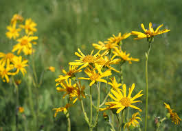 Image result for Arnika