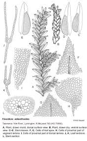 Attēlu rezultāti vaicājumam “Fissidens adianthoides”