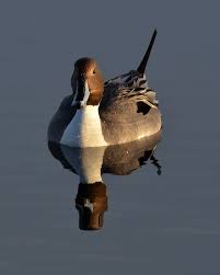 Image result for Anas acuta