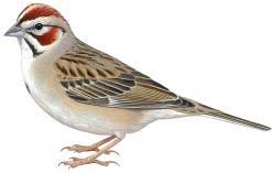 Image result for Chondestes grammacus