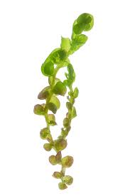 Attēlu rezultāti vaicājumam “Cephaloziella hampeana”