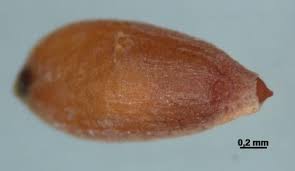 Attēlu rezultāti vaicājumam “Eriophorum gracile fruit”