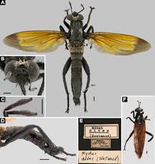 Attēlu rezultāti vaicājumam “Brachycera”