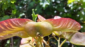 Attēlu rezultāti vaicājumam “Acer campestre fruit”