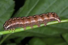 Attēlu rezultāti vaicājumam “Cerastis rubricosa”