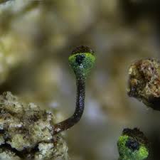 Attēlu rezultāti vaicājumam “Cribraria languescens”