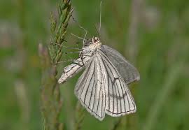 Attēlu rezultāti vaicājumam “Siona lineata”