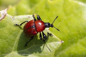 Attēlu rezultāti vaicājumam “Attelabus nitens”