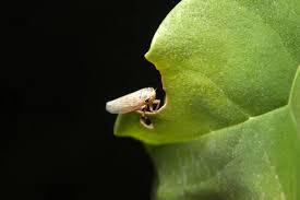 Attēlu rezultāti vaicājumam “Philaenus spumarius nymph”