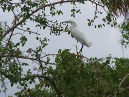 Image result for Egretta thula