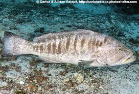 Image result for Mycteroperca olfax