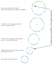 Attēlu rezultāti vaicājumam “Serpoleskea subtilis sporophyte”