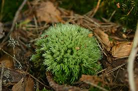 Attēlu rezultāti vaicājumam “Leucobryum juniperoideum”