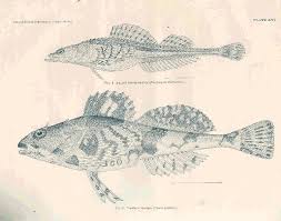 Image result for Myoxocephalus scorpioides