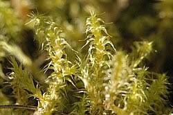 Attēlu rezultāti vaicājumam “Rhytidiadelphus subpinnatus sporophyte”
