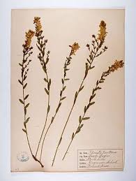 Image result for Genista tinctoria