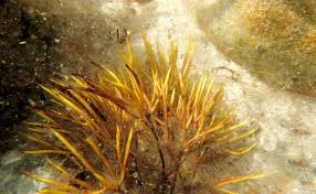 Attēlu rezultāti vaicājumam “Furcellaria lumbricalis”