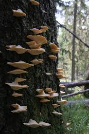 Attēlu rezultāti vaicājumam “Climacocystis borealis”