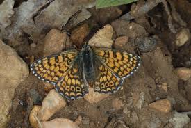 Attēlu rezultāti vaicājumam “Melitaea cinxia upperside”