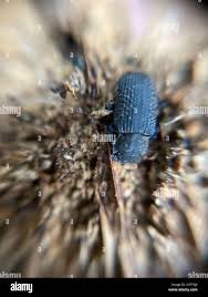 Attēlu rezultāti vaicājumam “Bolitophagus reticulatus imago”