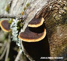 Attēlu rezultāti vaicājumam “Gloeophyllum trabeum”