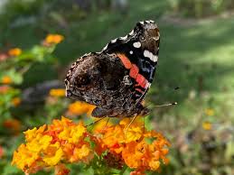 Attēlu rezultāti vaicājumam “Vanessa atalanta”