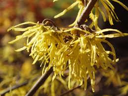 Attēlu rezultāti vaicājumam “Hamamelis virginiana flower”