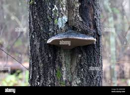 Attēlu rezultāti vaicājumam “Phellinus populicola”