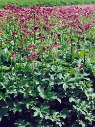 Image result for Astrantia majon `Abbey Road`
