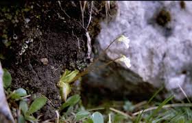 Attēlu rezultāti vaicājumam “Pinguicula alpina”