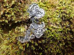 Attēlu rezultāti vaicājumam “Peltigera extenuata”