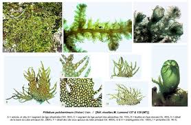 Attēlu rezultāti vaicājumam “Ptilidium pulcherrimum”