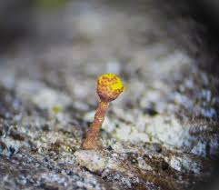 Attēlu rezultāti vaicājumam “Trichia erecta”