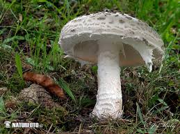 Attēlu rezultāti vaicājumam “Amanita strobiliformis”