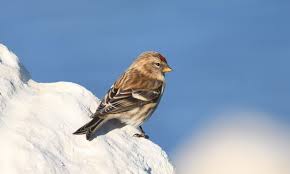 Attēlu rezultāti vaicājumam “Carduelis flammea”