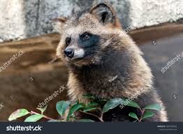 Attēlu rezultāti vaicājumam “Nyctereutes procyonoides”