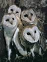 Wildlife Extra News   Barn owl wins Most Popular vote