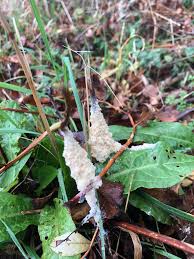 Attēlu rezultāti vaicājumam “Didymium spongiosum spores”