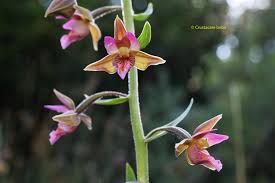 Attēlu rezultāti vaicājumam “Epipactis palustris leaf”