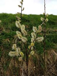 Attēlu rezultāti vaicājumam “Salix cinerea male flower”