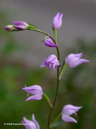 Attēlu rezultāti vaicājumam “Cephalanthera rubra leaf”