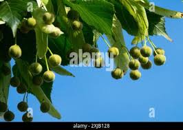 Attēlu rezultāti vaicājumam “Tilia platyphyllos Laciniata fruit”