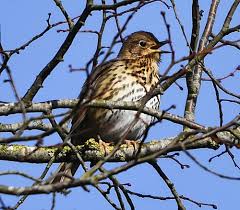 Attēlu rezultāti vaicājumam “Turdus philomelos adult”
