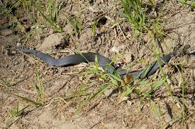 Attēlu rezultāti vaicājumam “Vipera berus adult”