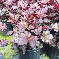 Image result for Heuchera `Palace Purple`